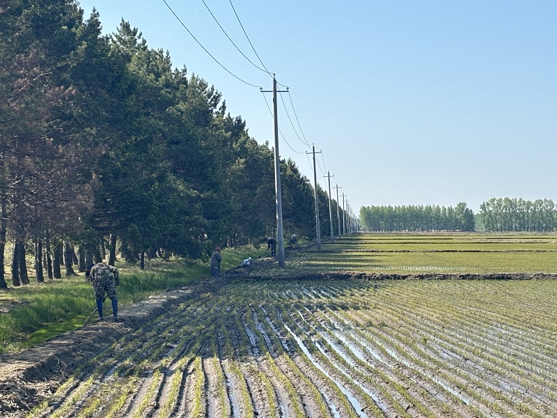 1716189953219755.jpg 池埂提档升级.jpg