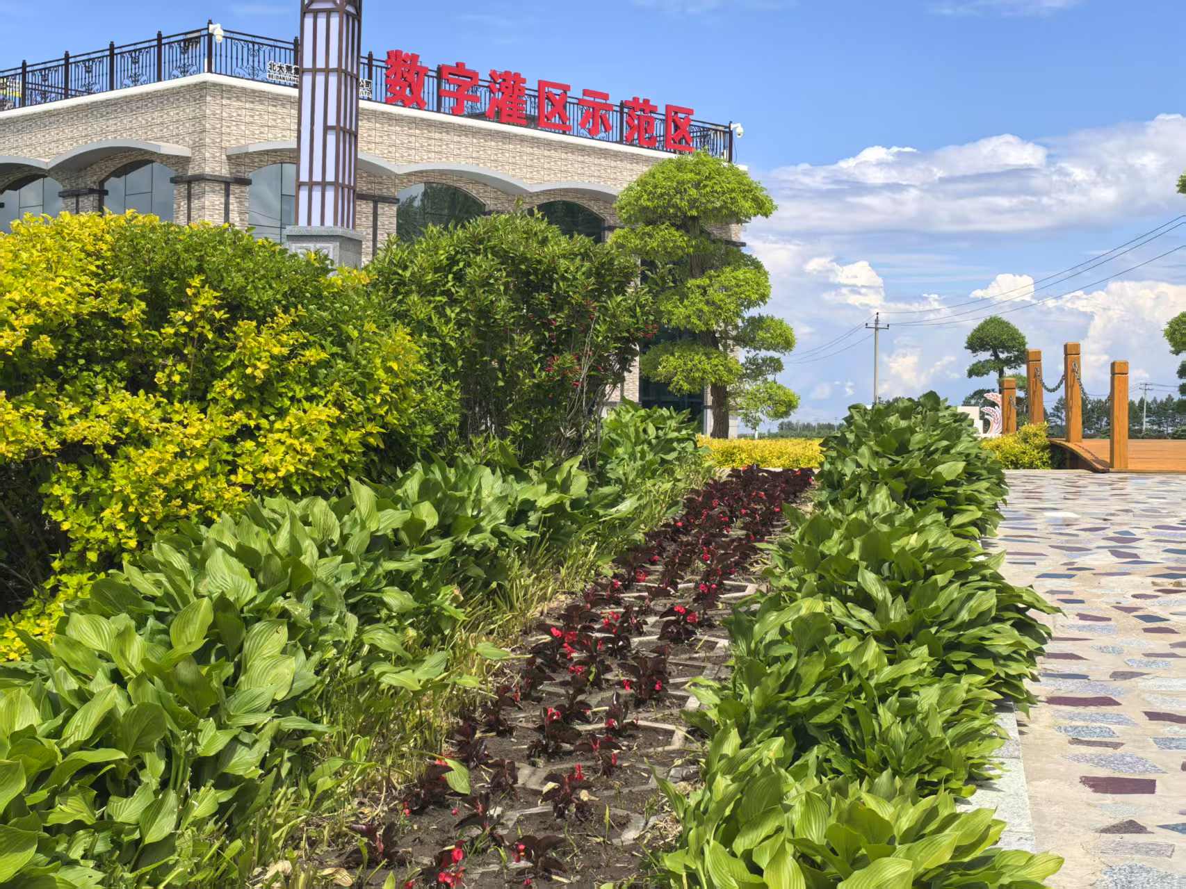 1749193580372031.jpg 前进农场有限公司示范区栽花添彩 绘就生态新画卷2.jpg